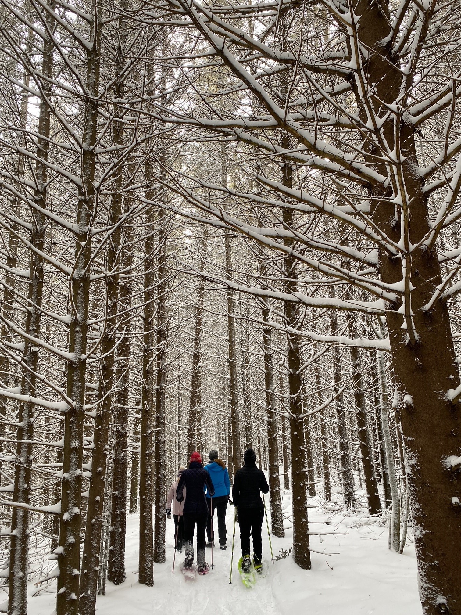 Group snowshoeing through snow covered trees