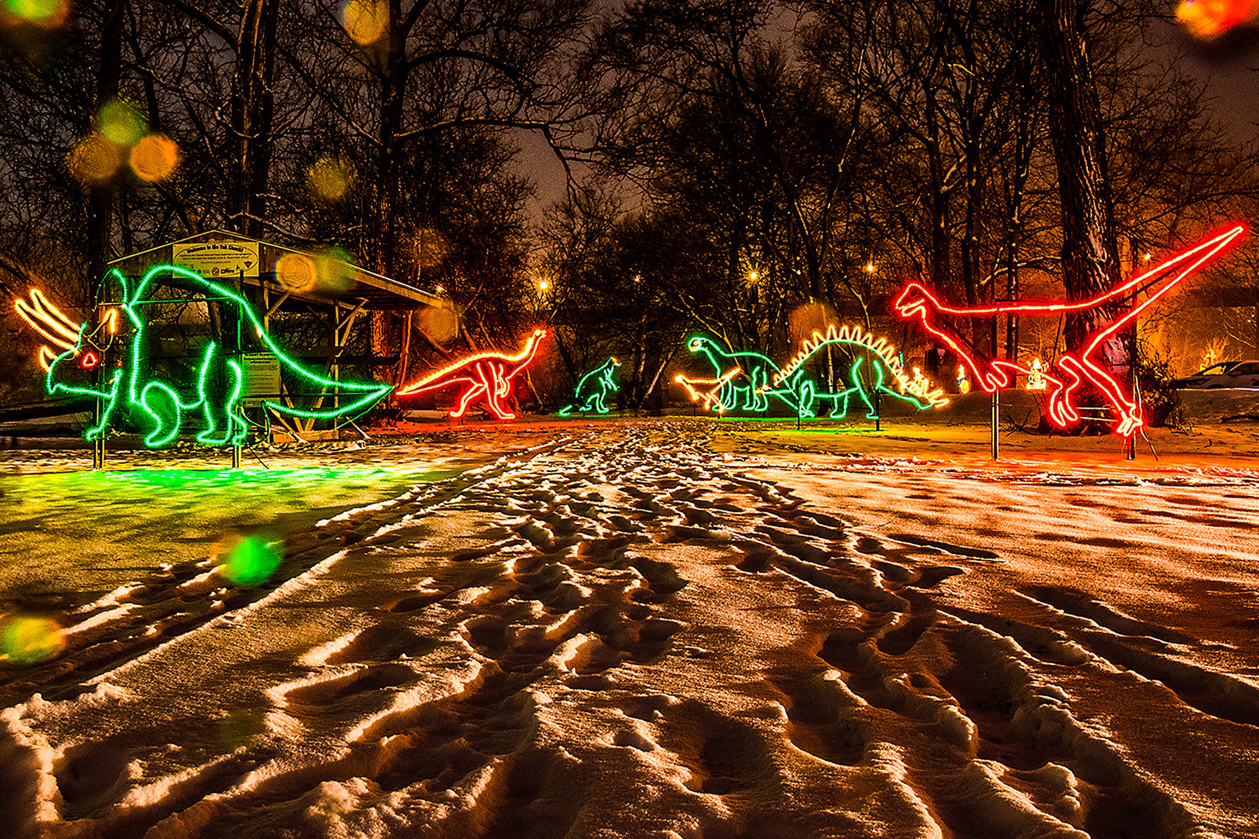 Dinosaur lights in park during winter